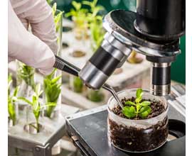 TC-60 applied to Agriculture tissue culture